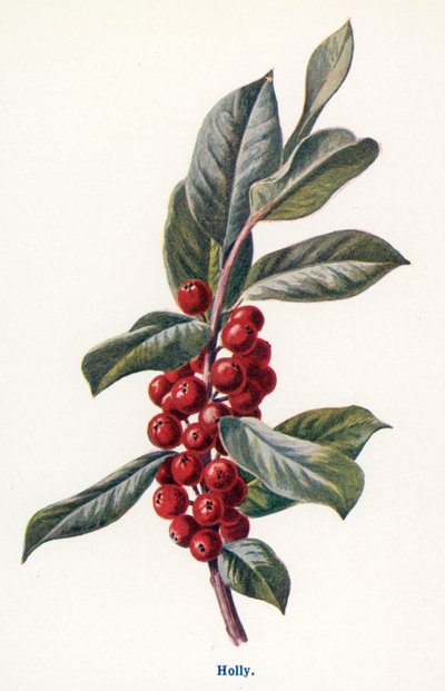 Vilda frukter på landsbygden: Holly (färglitografi) av Frederick Edward Hulme