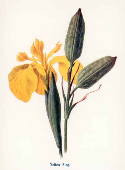 Vilda frukter på landsbygden: Gula flaggan (färglitografi) av Frederick Edward Hulme