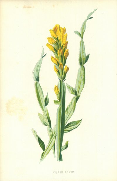 Bevingad kvast av Frederick Edward Hulme