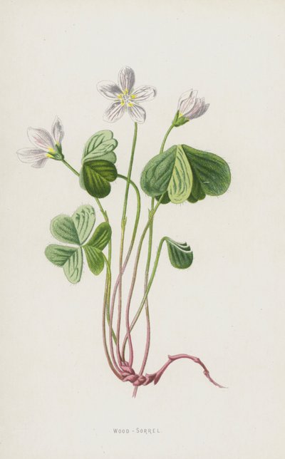 Wood-Sorrel (chromolitho) av Frederick Edward Hulme