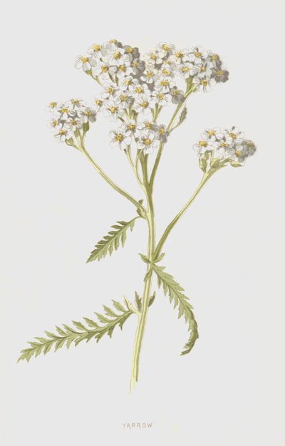 Yarrow (chromolitho) av Frederick Edward Hulme