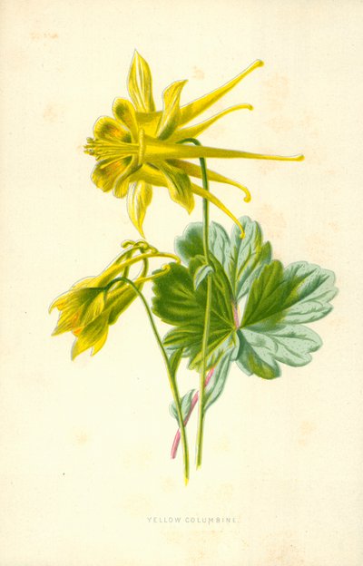 Gul akleja av Frederick Edward Hulme
