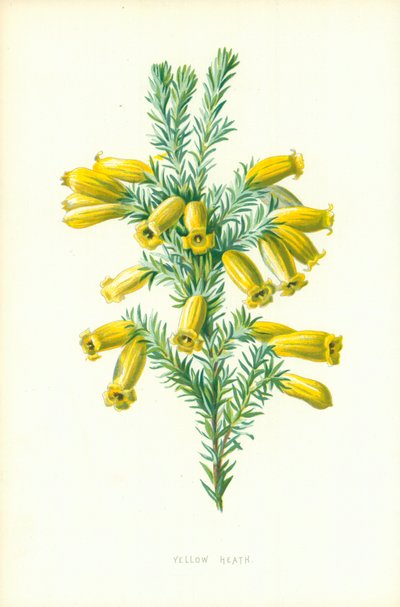 Gul ljung av Frederick Edward Hulme