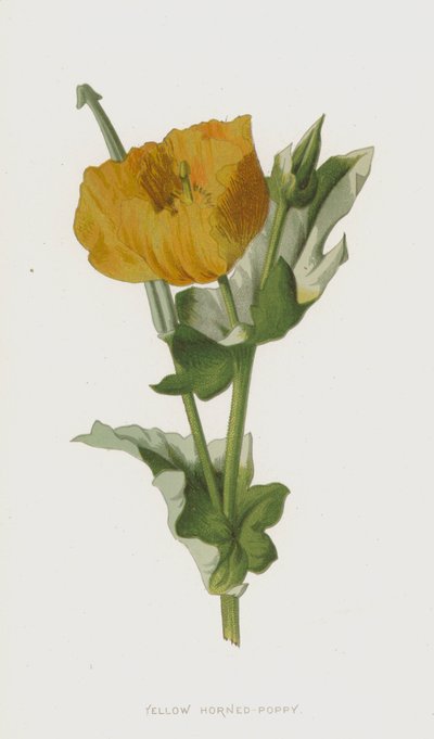 Gulhornsvallmo (chromolitho) av Frederick Edward Hulme