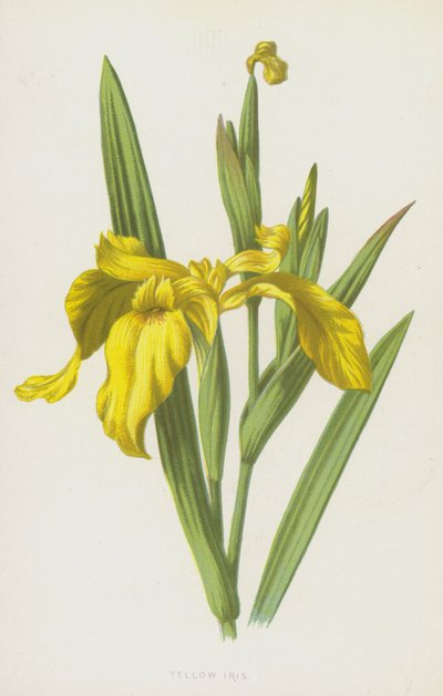 Gul iris (chromolitho) av Frederick Edward Hulme