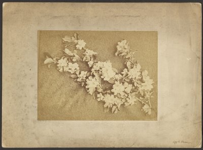 Äppelblomma av Frederick H. Hollyer