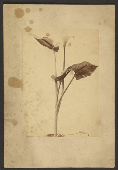 [Calla Lily]. av Frederick H. Hollyer