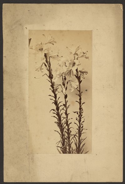 [Daglilja] av Frederick H. Hollyer
