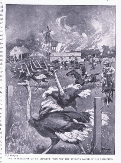 Förstörelsen av Dr Smarts farm och strutsarnas lösgörande, från After Pretoria: The Guerilla War publicerad av Harmsworth Bros Limited, 1901 av Frederick Judd Waugh