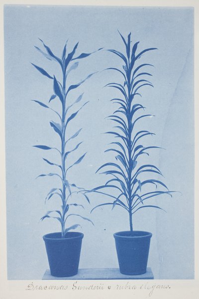Draconas Sunderii et rubia elogans, sent 1800-tidigt 1900-tal (cyanotyp på krämvävt papper) av Frederick K. Coulson