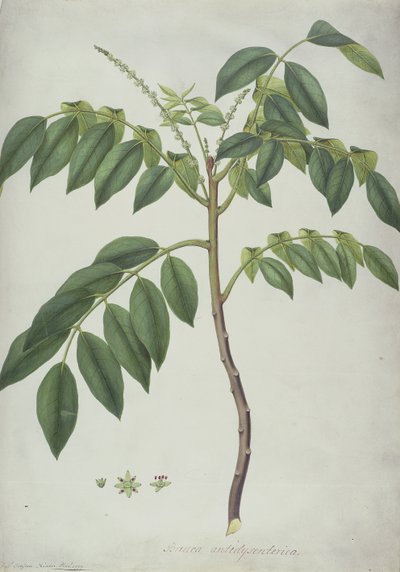 Brucea Antidysenterica, 1777 (wc och f.Kr. över grafit på veläng) av Frederick Polydor Nodder