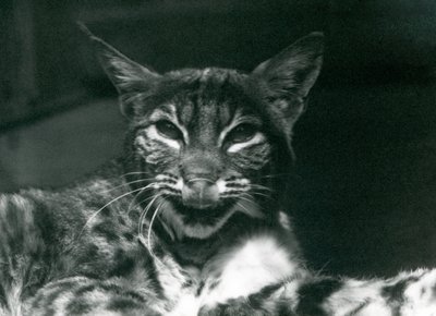 En Baby Lynx Bobcat slickar sina läppar, London Zoo, juni 1925 av Frederick William Bond