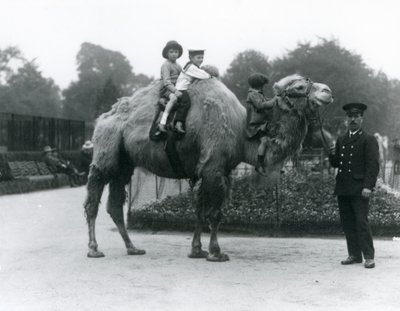 En Bactrian Camel-tur med målvakten Harry Warwick på London Zoo, juni 1924 av Frederick William Bond