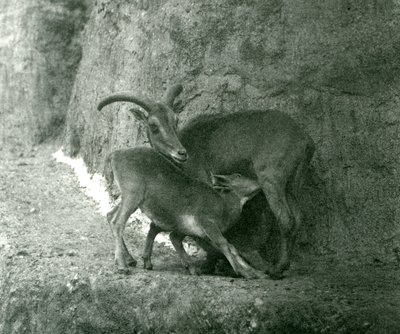 Ett Barbary-får AoudadWaddanAruiArruis matar sitt lamm på Mappin Terraces, London Zoo, augusti 1927 av Frederick William Bond