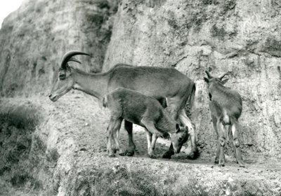 Ett Barbary får/Aoudad/Waddan/Arui/Arruis står med sina två ungar på Mappin Terraces, London Zoo, augusti 1927 (s/v foto) av Frederick William Bond