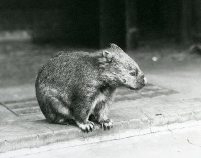 En barnosig/vanlig/grovhårig wombat som sitter på marken på London Zoo 1929 (s/v foto) av Frederick William Bond