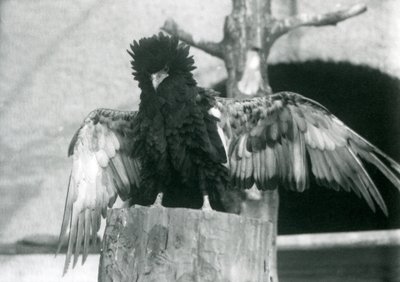 En Bateleur Eagle står på en stubbe och sprider sina vingar, London Zoo, 1925 av Frederick William Bond