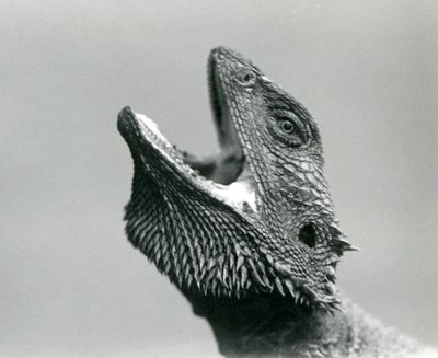 En skäggig drake tittar uppåt och gapar, London Zoo, augusti 1928 (s/v foto) av Frederick William Bond