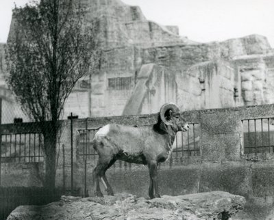 En bagge från Bighorn Sheep som står på en klippa och tittar ut över sitt inhägnad vid foten av Mappin Terraces, London Zoo. 1931 (s/v foto) av Frederick William Bond