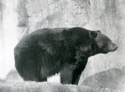 En svart björn som står i sin inhägnad, på Mappin Terraces, på London Zoo 1924 av Frederick William Bond