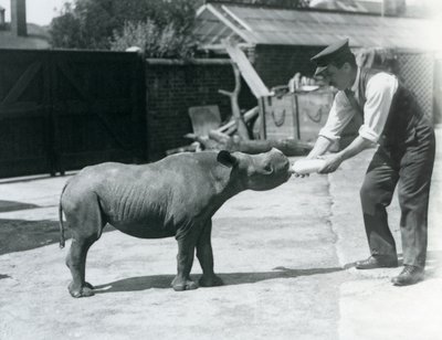 En kalv av svart noshörning som matas på flaska av sin djurhållare, London Zoo, september 1928 av Frederick William Bond