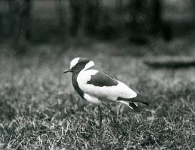 En smedvipa som står på gräs på London Zoo, augusti 1927 av Frederick William Bond