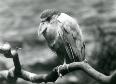 En båtnäbbhäger, eller båtnäbb, sittande på en gren på London Zoo, juni 1924 av Frederick William Bond