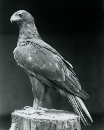 En stövlad örn som står på en stubbe på London Zoo i juni 1926 av Frederick William Bond