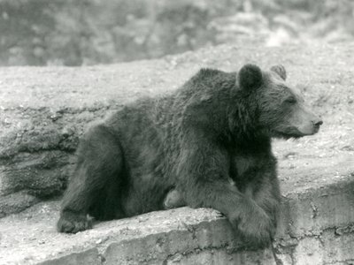 En brunbjörn vilar på en avsats på London Zoo 1924 av Frederick William Bond