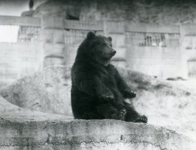 En brunbjörn som sitter uppe i sitt inhägnad vid foten av Mappin Terraces på London Zoo, september 1921 av Frederick William Bond