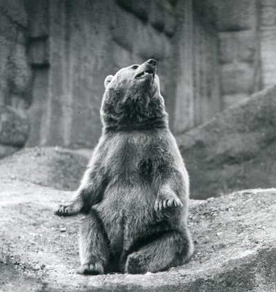 En brunbjörn som sitter uppe på en klippavsats på London Zoo i september 1927 av Frederick William Bond