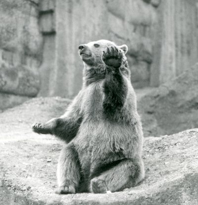 En brunbjörn som sitter upp på en stenig avsats och viftar med en av sina framtassar, London Zoo, september 1927 av Frederick William Bond
