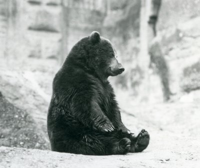 En brunbjörn som sitter uppe på klipporna vid Mappin Terraces, London Zoo, juni 1928 av Frederick William Bond