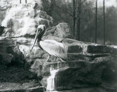 En brun pelikan som står på stenar på London Zoo i juni 1927 av Frederick William Bond
