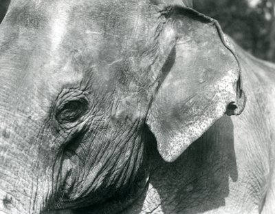En burmesisk elefant, London Zoo, september 1926 av Frederick William Bond
