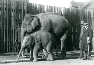 En burmesisk elefant och hennes kalv tas med på en promenad av sin djurhållare, medan två andra män tittar på av Frederick William Bond