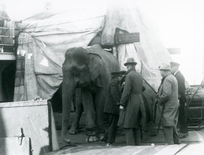 En burmesisk elefant skyddad delvis under en presenning på däck, med en tränare och fyra andra män, på väg till London Zoo 1927 (s/v foto) av Frederick William Bond
