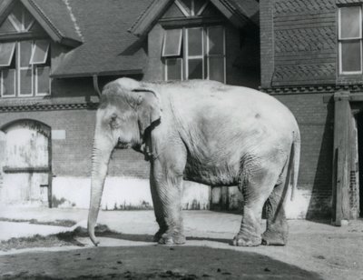 En burmesisk elefant som står utanför Elephant House, London Zoo av Frederick William Bond