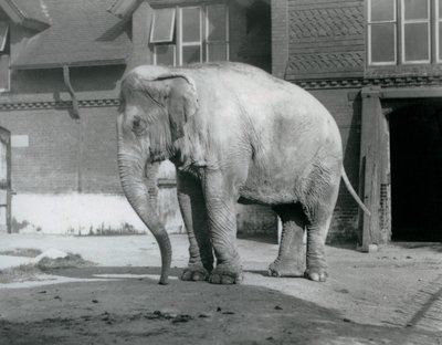 En burmesisk elefant som står utanför Elephant House på London Zoo 1929 (s/v foto) av Frederick William Bond