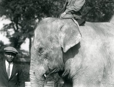 En burmesisk elefant med sin tränare och en annan man, London Zoo, september 1926 av Frederick William Bond