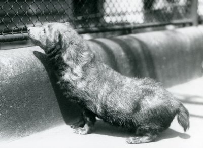 En buskhund på London Zoo, juni 1925 av Frederick William Bond