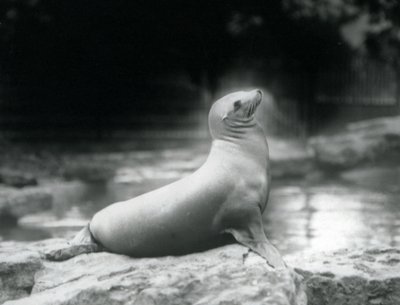 Ett kaliforniskt sjölejon som sitter på en sten bredvid sin pool, London Zoo, september 1925 av Frederick William Bond
