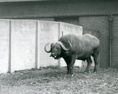 En udd/afrikansk buffeltjur som står på bar jord, bredvid betongväggen i dess inhägnad vid London Zoo 1928 (s/v foto) av Frederick William Bond