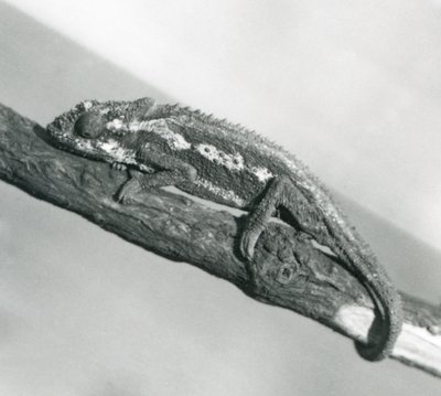 En Cape Dwarf Chameleon som håller i en gren, London Zoo, 1927 av Frederick William Bond
