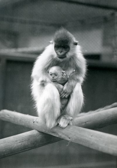 En Capped Langur håller bebis medan han sitter på en balk. London Zoo, 6 oktober 1913 av Frederick William Bond