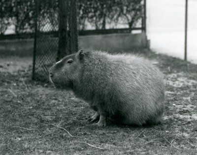 En kapybara som sitter i sin inhägnad på London Zoo i juni 1927 av Frederick William Bond