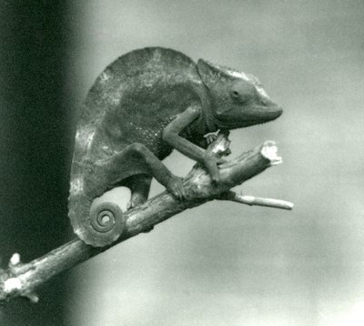 En kameleont som håller i änden av en gren, London Zoo, 1927 av Frederick William Bond