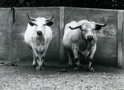 En Chartley Bull and Cow på London Zoo, juli 1924 av Frederick William Bond