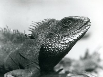 En kinesisk/asiatisk/thailändsk/grön vattendrake på London Zoo i augusti 1928 (s/v foto) av Frederick William Bond