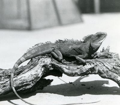 En kinesisk/asiatisk/thailändsk/grön vattendrake vilande på en stock på London Zoo 1928 (s/v foto) av Frederick William Bond